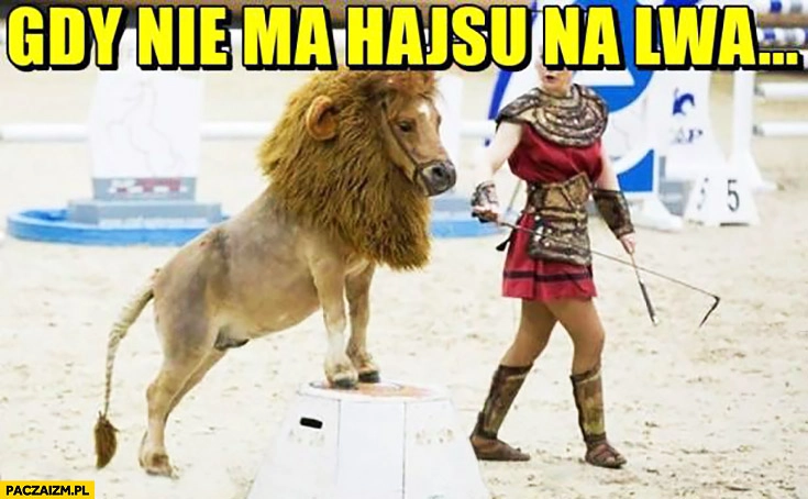 
    Gdy nie ma kasy hajsu na lwa. Koń przebrany za lwa w cyrku