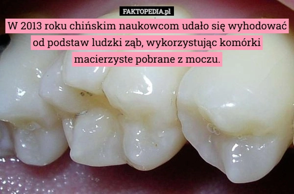 
    W 2013 roku chińskim naukowcom udało się wyhodować od podstaw ludzki ząb,