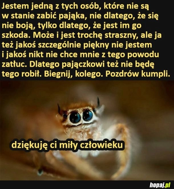 
    Daj żyć pajączkom