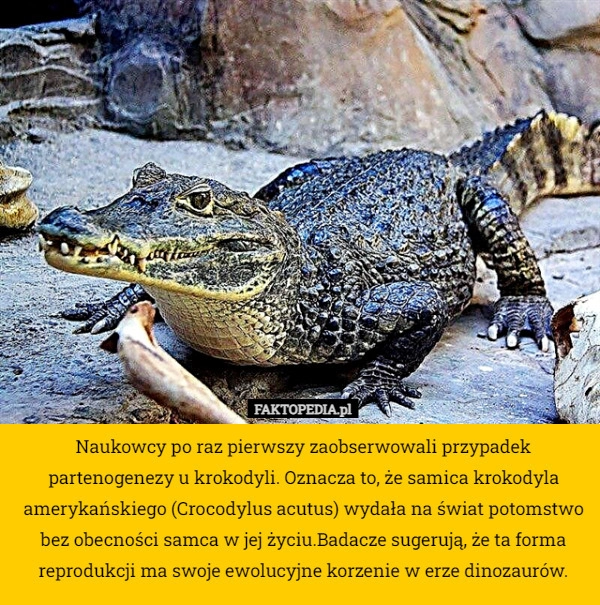 
    Naukowcy po raz pierwszy zaobserwowali przypadek partenogenezy u krokodyli.