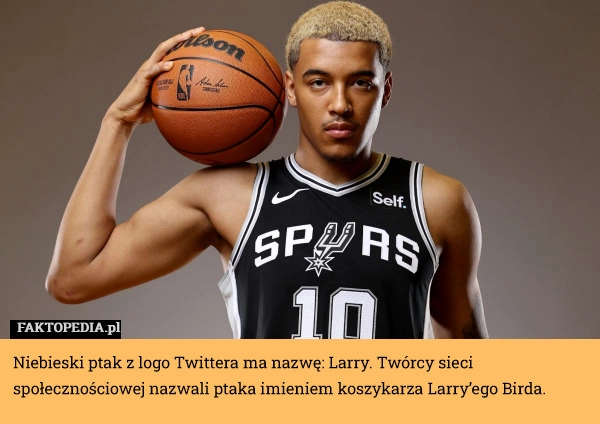 
    Niebieski ptak z logo Twittera ma nazwę: Larry. Twórcy sieci społecznościowej