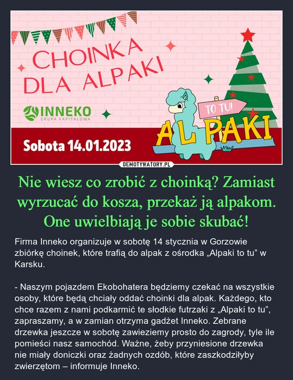 
    Nie wiesz co zrobić z choinką? Zamiast wyrzucać do kosza, przekaż ją alpakom. One uwielbiają je sobie skubać! 