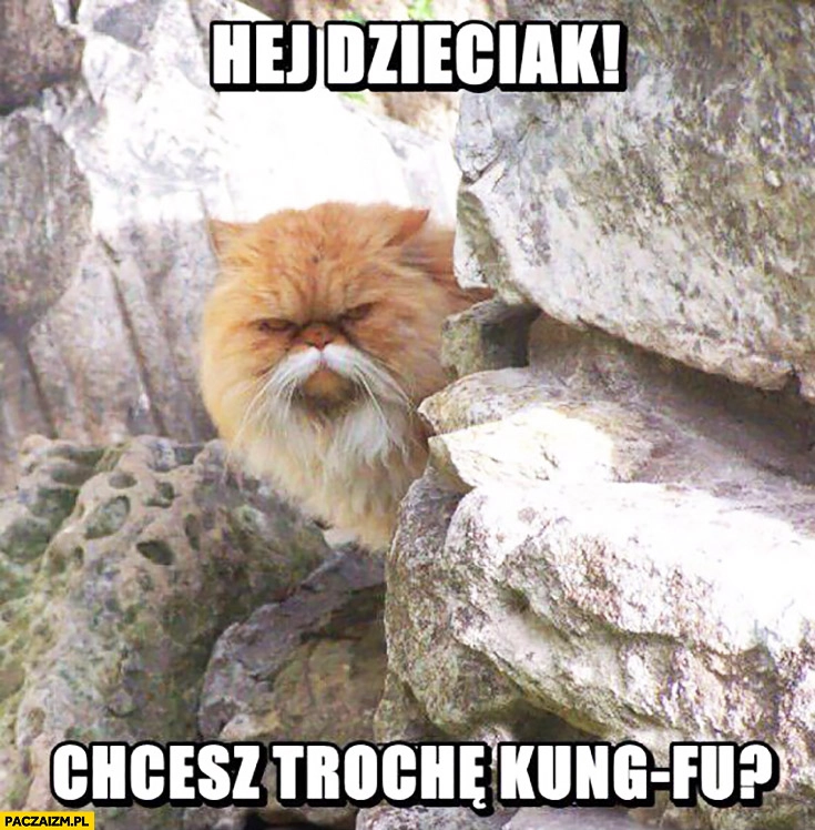 
    Hej dzieciak! Chcesz trochę kung-fu? kot z wąsami jak chiński mistrz