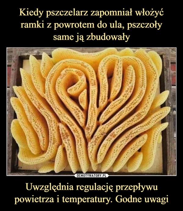 
    Kiedy pszczelarz zapomniał włożyć ramki z powrotem do ula, pszczoły
same ją zbudowały Uwzględnia regulację przepływu powietrza i temperatury. Godne uwagi