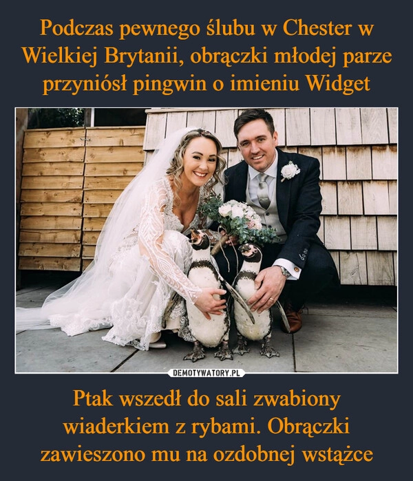 
    Podczas pewnego ślubu w Chester w Wielkiej Brytanii, obrączki młodej parze przyniósł pingwin o imieniu Widget Ptak wszedł do sali zwabiony wiaderkiem z rybami. Obrączki zawieszono mu na ozdobnej wstążce