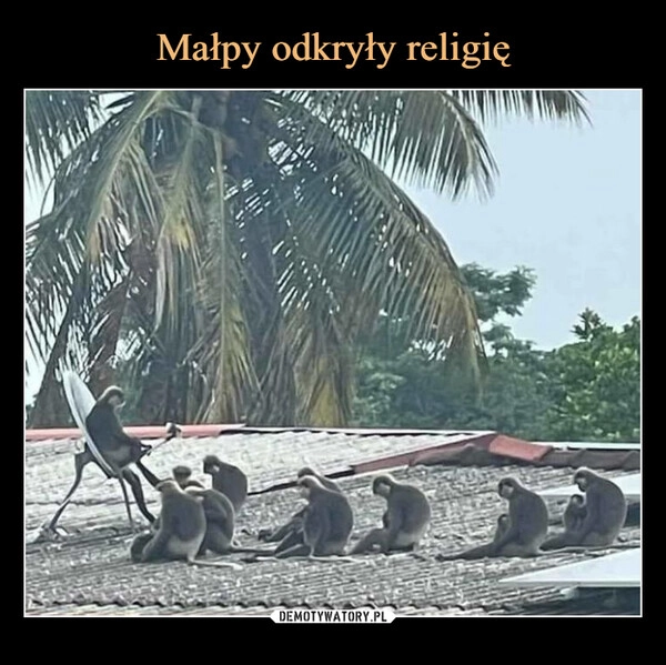 
    Małpy odkryły religię