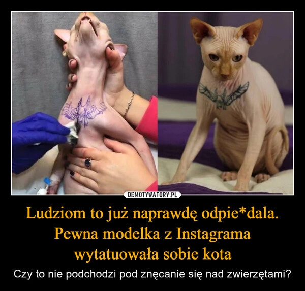 
    Ludziom to już naprawdę odpie*dala. Pewna modelka z Instagrama wytatuowała sobie kota