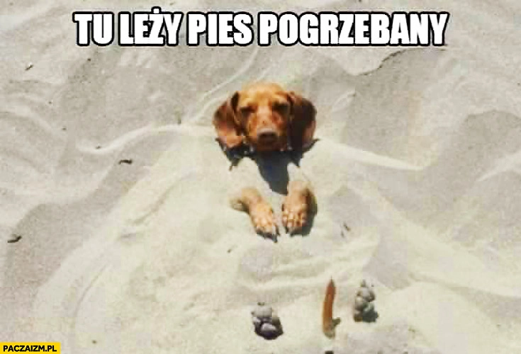 
    Tu leży pies pogrzebany na plaży