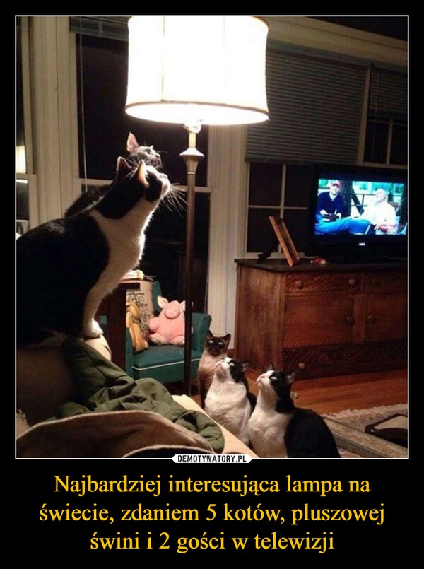 
    Najbardziej interesująca lampa na świecie, zdaniem 5 kotów, pluszowej świni i 2 gości w telewizji