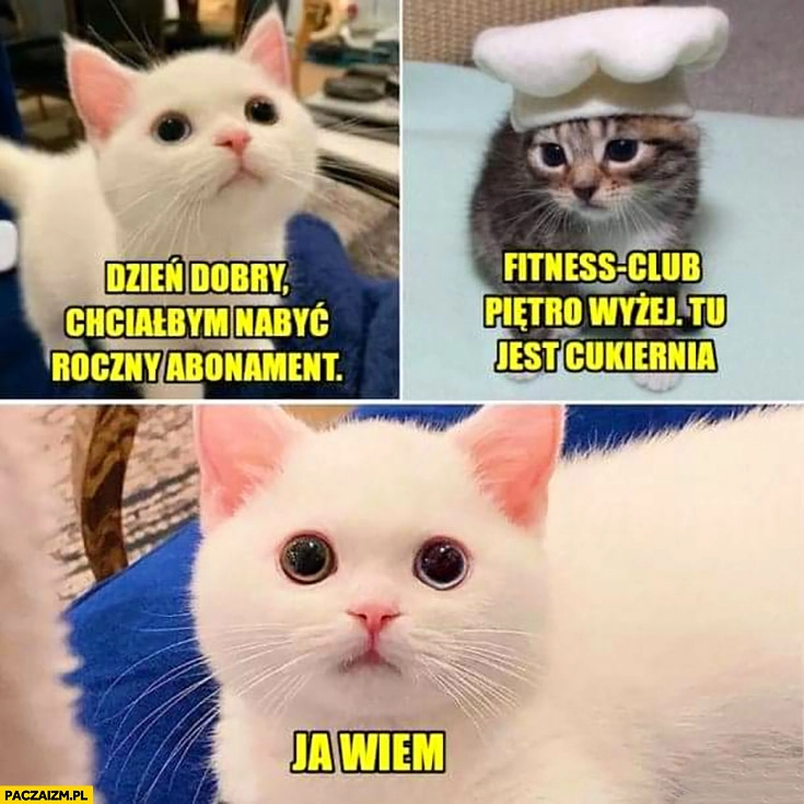 Kot kotek chciałbym nabyć roczny abonament, fitness club piętro wyżej tu jest cukiernia, ja wiem