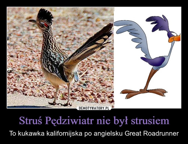 
    Struś Pędziwiatr nie był strusiem