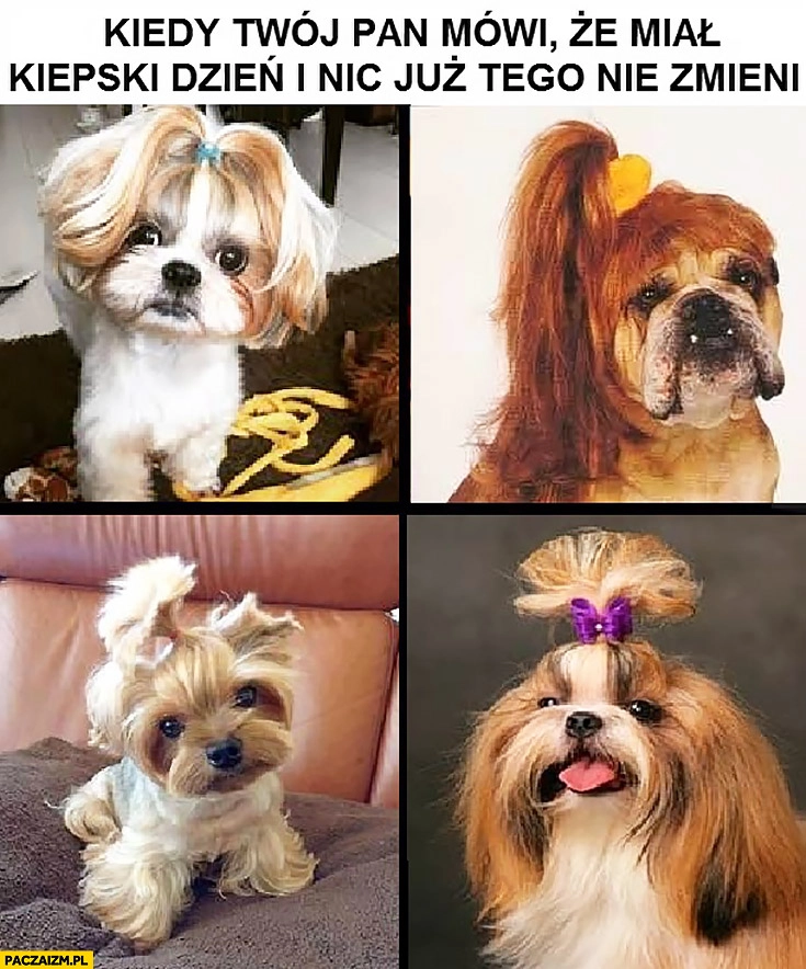 
    Kiedy Twój Pan mówi, że miał kiepski dzień i nic już tego nie zmieni psy z kitką na głowie