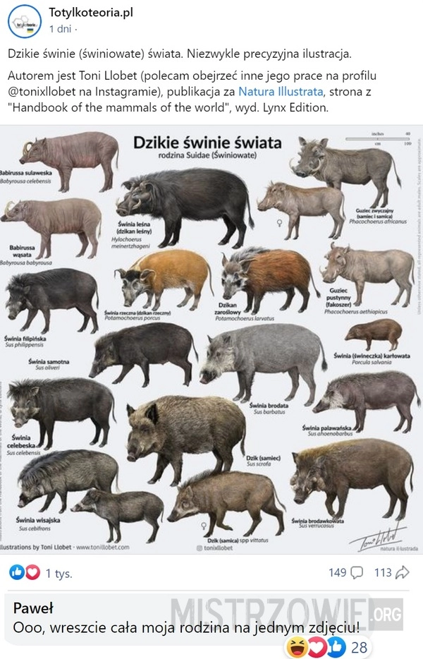 
    Dzikie świnie