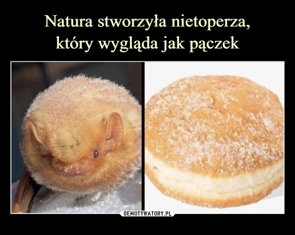 
    Natura stworzyła nietoperza,
który wygląda jak pączek