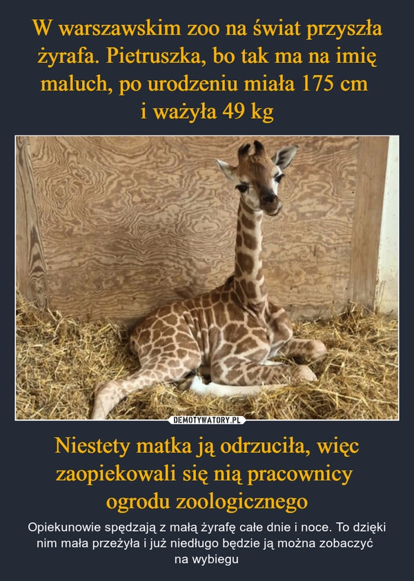 
    W warszawskim zoo na świat przyszła żyrafa. Pietruszka, bo tak ma na imię maluch, po urodzeniu miała 175 cm 
i ważyła 49 kg Niestety matka ją odrzuciła, więc zaopiekowali się nią pracownicy 
ogrodu zoologicznego