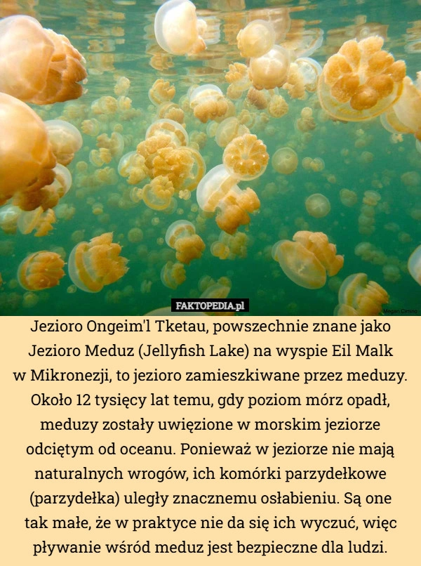 
    Jezioro Ongeim'l Tketau, powszechnie znane jako Jezioro Meduz (Jellyfish