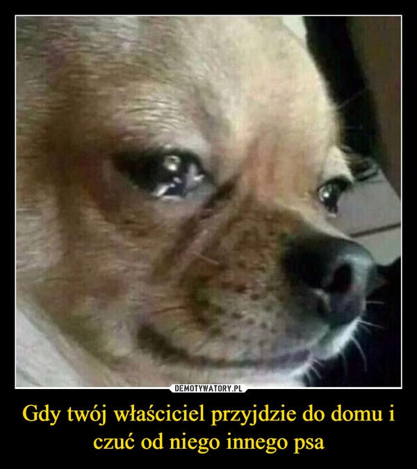 
    Gdy twój właściciel przyjdzie do domu i czuć od niego innego psa