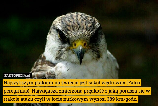 
    Najszybszym ptakiem na świecie jest sokół wędrowny (Falco peregrinus). Największa
