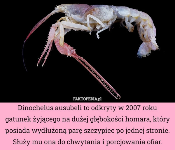 
    Dinochelus ausubeli to odkryty w 2007 roku gatunek żyjącego na dużej głębokości