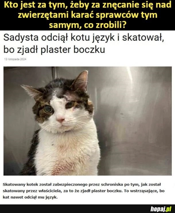 
    Płakać mi się chce jak widzę tego kotka