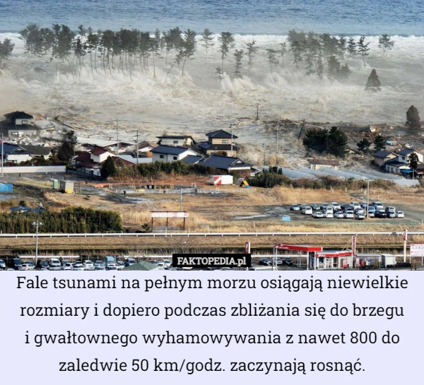 
    Fale tsunami na pełnym morzu osiągają niewielkie rozmiary i dopiero podczas