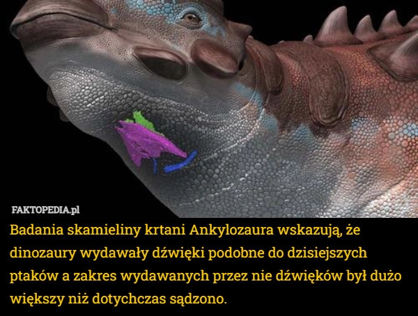 
    Badania skamieliny krtani Ankylozaura wskazują, że dinozaury wydawały dźwięki