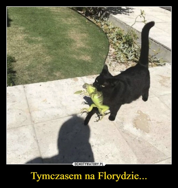 
    Tymczasem na Florydzie...