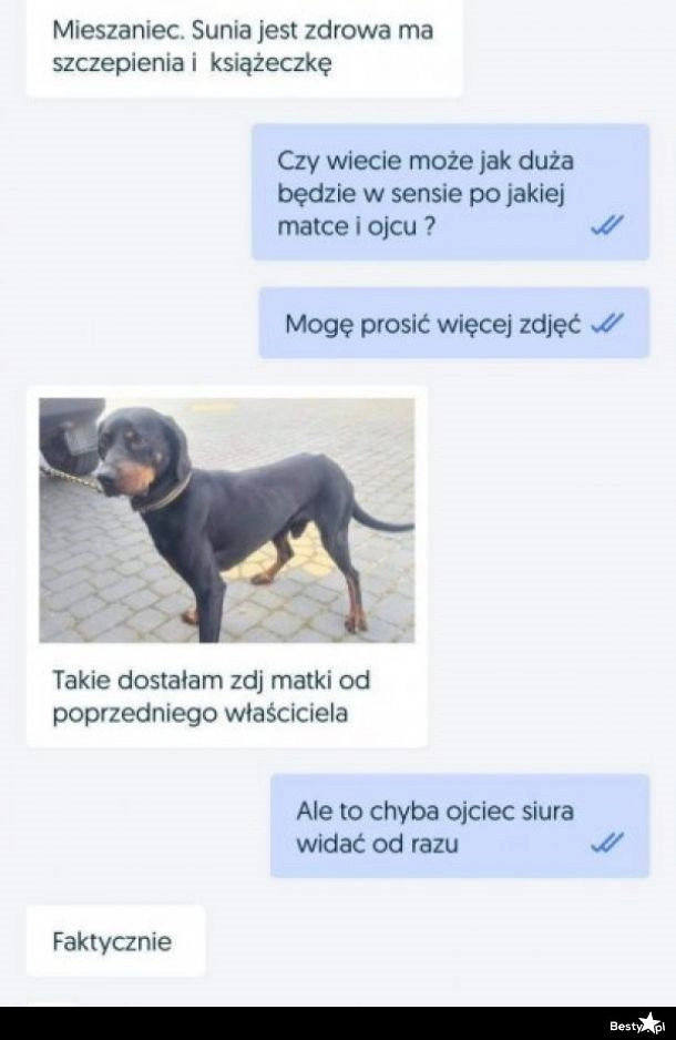 
    Zdjęcie suni 