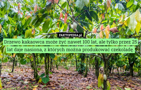 
    Drzewo kakaowca może żyć nawet 100 lat, ale tylko przez 25 lat daje nasiona,