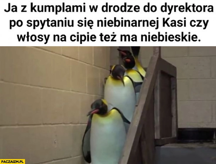 
    Pingwiny ja z kumplami w drodze do dyrektora po spytaniu niebinarnej Kasi czy włosy na dole też ma niebieskie