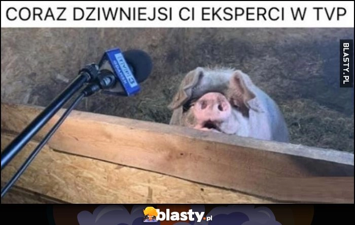 
    Coraz dziwniejsi ci eksperci w TVP świnia świniak prosię