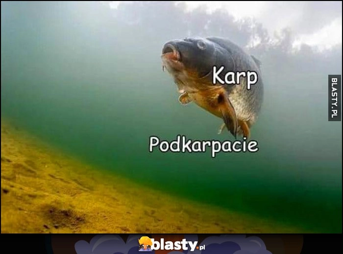 
    Karp vs podkarpacie pod karpiem dosłownie