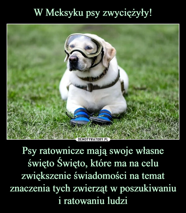 
    W Meksyku psy zwyciężyły! Psy ratownicze mają swoje własne święto Święto, które ma na celu zwiększenie świadomości na temat znaczenia tych zwierząt w poszukiwaniu i ratowaniu ludzi