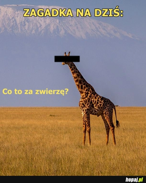 
    Nie zgadniesz na bank