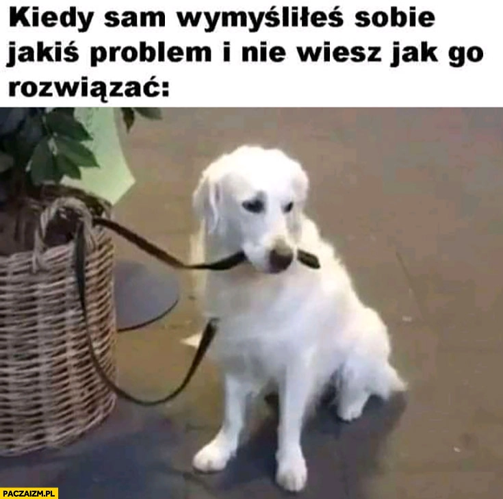 
    Pies kiedy sam wymyśliłeś sobie jakiś problem i nie wiesz jak go rozwiązać