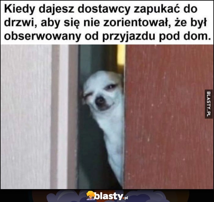 
    Kiedy dajesz dostawcy zapukać do drzwi, aby się nie zorientował, że był obserwowany od przyjazdu pod dom pies piesek