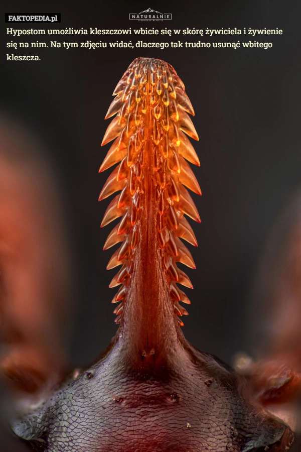 
    Hypostom umożliwia kleszczowi wbicie się w skórę żywiciela i żywienie się...