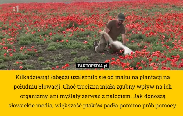 
    Kilkadziesiąt łabędzi uzależniło się od maku na plantacji na południu Słowacji.