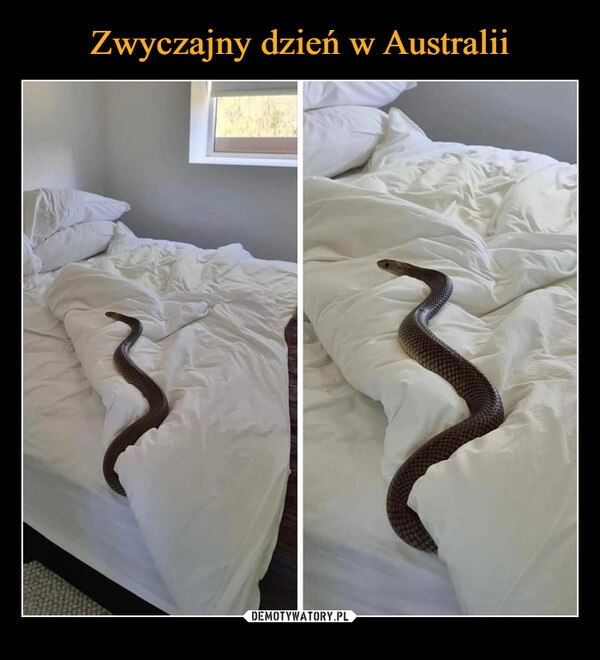 
    Zwyczajny dzień w Australii