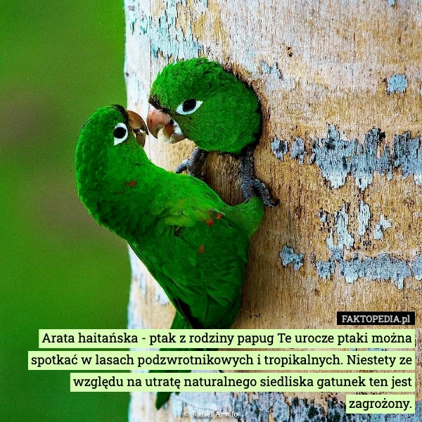 
    Arata haitańska - ptak z rodziny papug Te urocze ptaki można spotkać w lasach