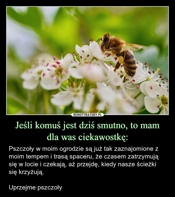 
    Jeśli komuś jest dziś smutno, to mam
dla was ciekawostkę: