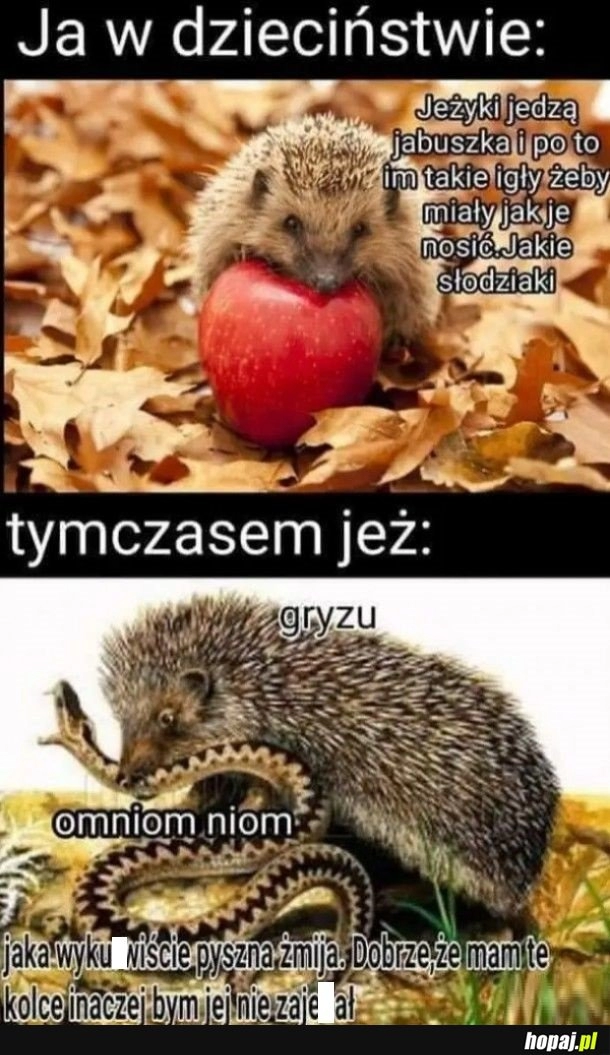 
    Jeże