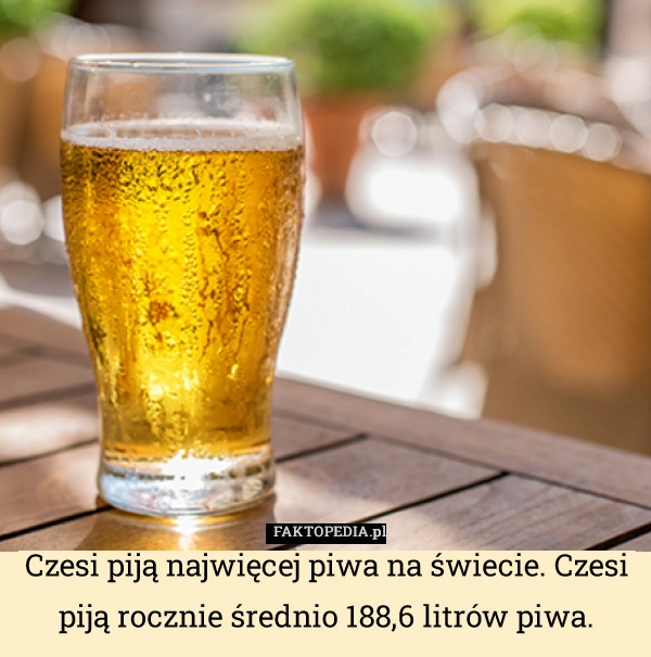 
    Czesi piją najwięcej piwa na świecie. Czesi piją rocznie średnio 188,6 litrów