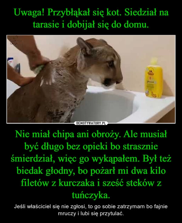 
    Uwaga! Przybłąkał się kot. Siedział na tarasie i dobijał się do domu. Nie miał chipa ani obroży. Ale musiał być długo bez opieki bo strasznie śmierdział, więc go wykąpałem. Był też biedak głodny, bo pożarł mi dwa kilo filetów z kurczaka i sześć steków z tuńczyka.