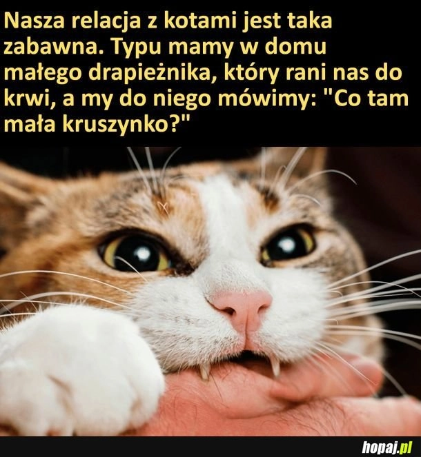 
    Drapieżnik