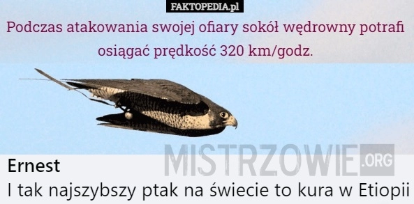 
    Sokół