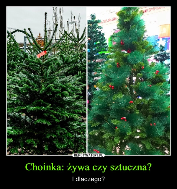 
    Choinka: żywa czy sztuczna?