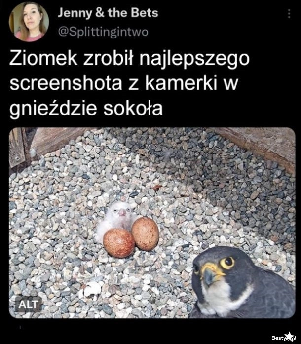 
    Epicki screenshot 