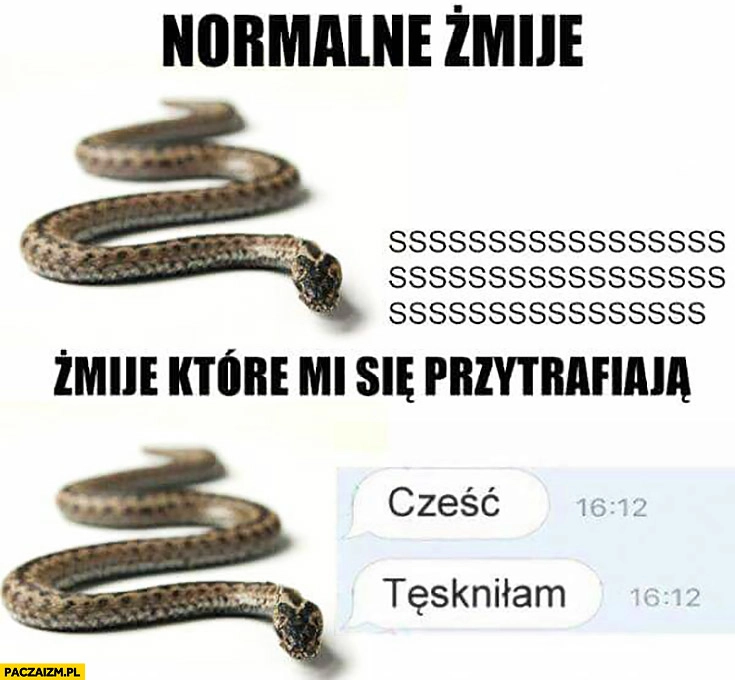 
    Normalne żmije vs żmije które mi się przytrafiają: cześć tęskniłam
