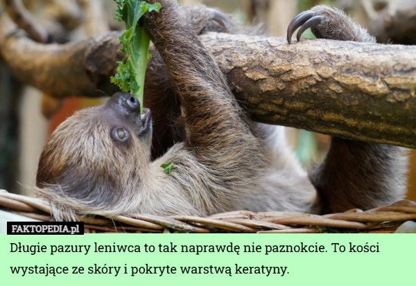 
    Długie pazury leniwca to tak naprawdę nie paznokcie. To kości wystające